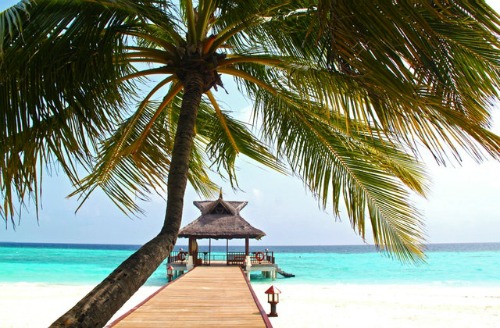 palm tree in sun on beach