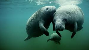 3 manatees swimming