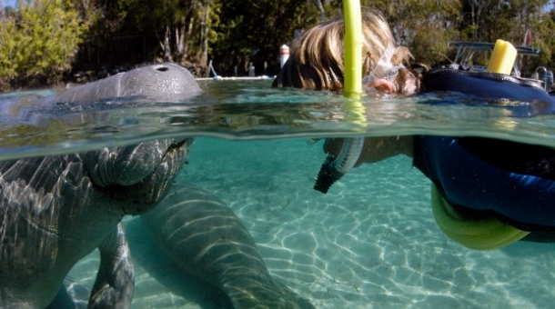 person with snorkle swimming with manatee