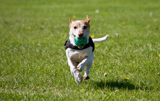dog running with ball in park